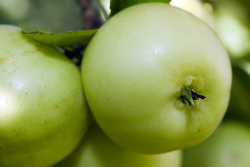 Image showing Large Crab Apples