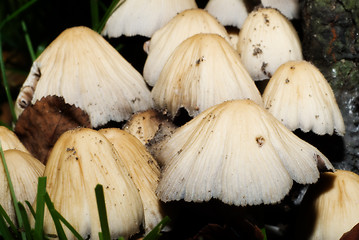 Image showing Wild Mushrooms