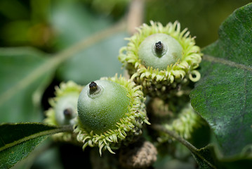 Image showing Acorns