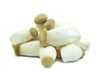 Image showing Organic baby king oyster mushrooms