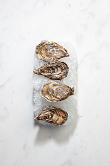 Image showing Fresh raw oysters offered on crushed ice on a marble white background with copy space.