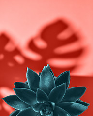 Image showing Decorative frame with succulent plant Echeveria and shadows leaf from Monstera on a color Living Coral background. Flat lay.