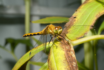 Image showing Resting Dragonfly