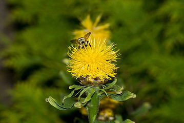 Image showing Bumblebee