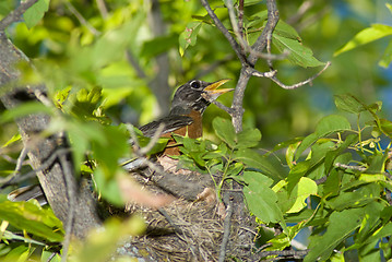 Image showing Bird Nest