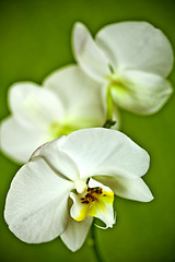 Image showing Branch of white orchid.