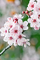 Image showing Pink spring blossoms.