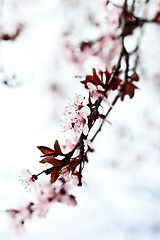 Image showing Pink spring blossoms.
