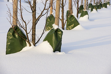 Image showing planting trees in the city in winter