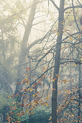 Image showing autumn trees in mist