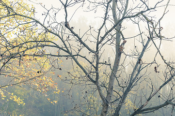 Image showing autumn trees in mist