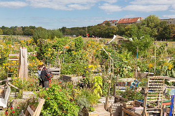 Image showing Urban gardening at Tempelhofer field, former airport in Berlin, Germany.