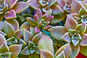 Image showing Succulent plants macro image.