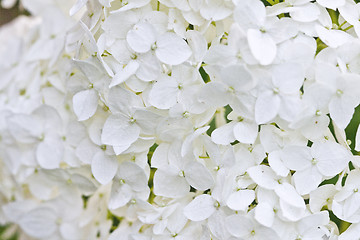 Image showing White hydrangea closeup image.