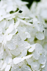 Image showing White hydrangea with water drops.