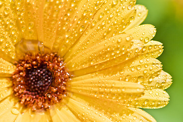 Image showing Yellow gerber flower with water drops.