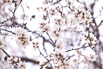 Image showing Spring blossoms.