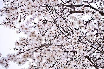 Image showing Spring blossoms.