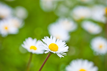 Image showing Chamomile flowers field background.