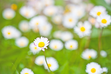 Image showing Chamomile flowers field background.