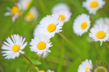 Image showing Chamomile flowers field background.