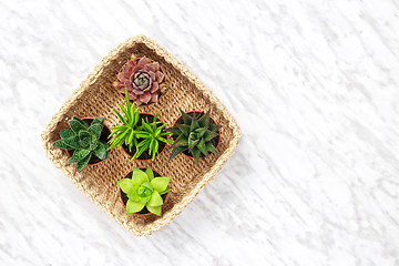 Image showing Succulent plants in a basket on marble background