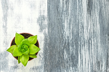 Image showing Green succulent plant on gray painted canvas