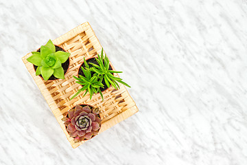 Image showing Succulent plants home decor on marble background