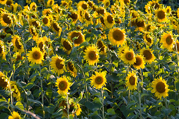 Image showing Sunflower Field