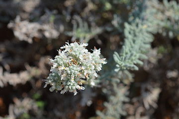 Image showing Felty germander