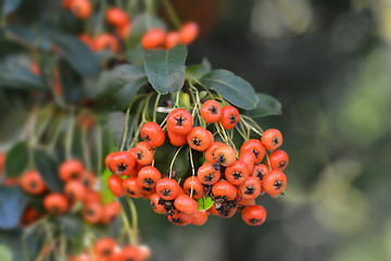 Image showing Narrowleaf firethorn