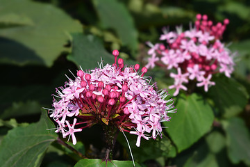 Image showing Rose glorybower