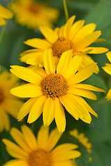 Image showing False sunflower Dauer Gold