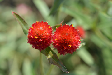 Image showing Red globe amaranth