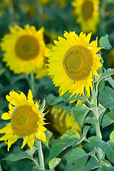 Image showing Sunflowers