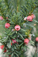 Image showing Hicks Hybrid Yew