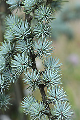 Image showing Blue Atlas Cedar