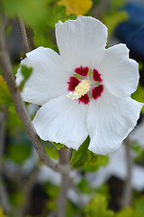 Image showing Red Heart Rose of Sharon