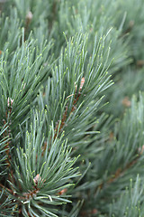 Image showing Scotch pine