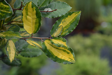 Image showing Oleaster Maculata