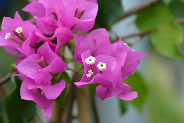 Image showing Purple bougainvillea Alexandra