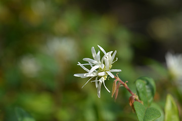 Image showing Chinese fringe flower