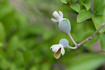 Image showing Pineapple guava