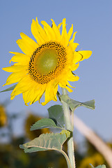 Image showing Sunflower