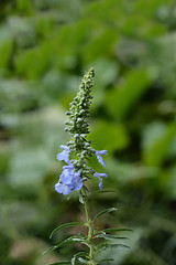 Image showing Pitcher sage