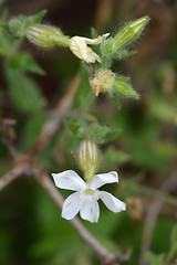 Image showing Campion