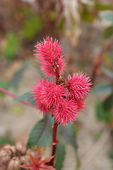 Image showing Castor oil plant