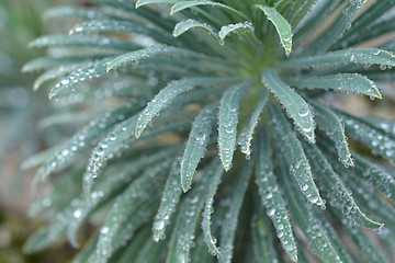 Image showing Mediterranean spurge