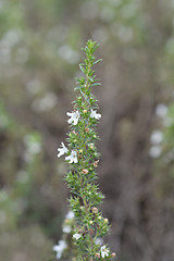 Image showing Mountain savory