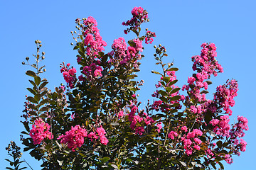 Image showing Indian crape myrtle